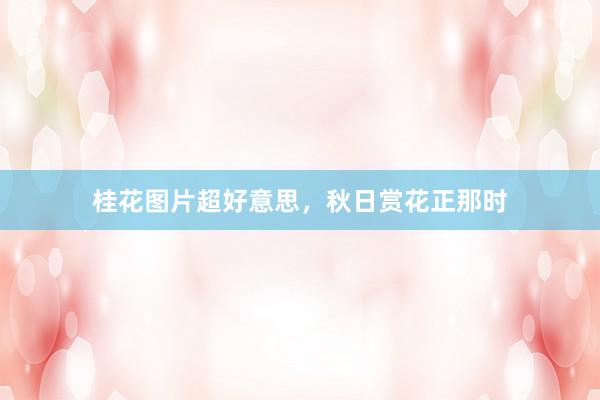 桂花图片超好意思，秋日赏花正那时